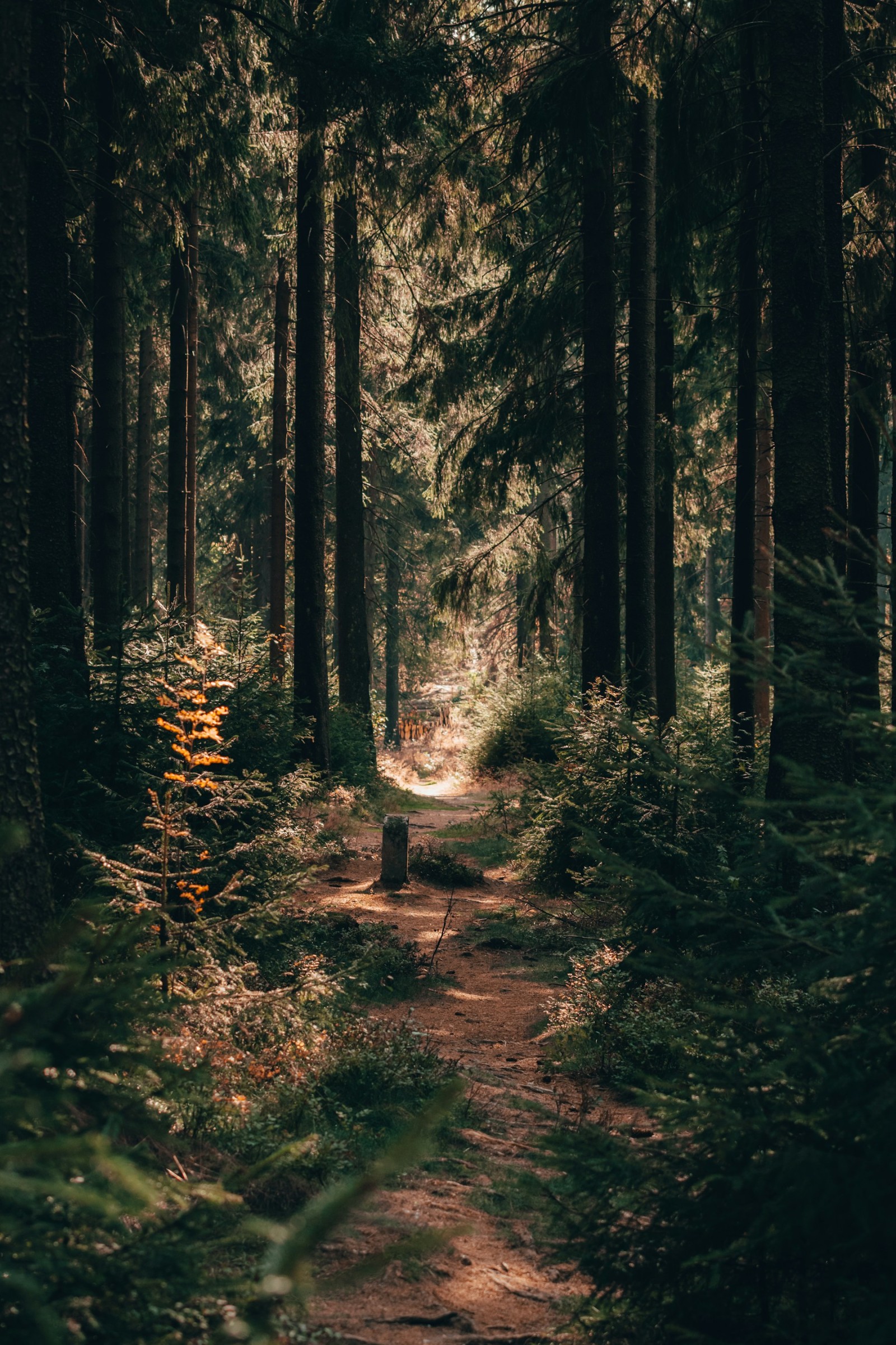 A narrow sunlit path winding between tall trees in a green woodland.